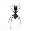 Giant Soldier Ant (camponotus gigas) (SPREAD) - TaxidermyArtistry Giant Soldier Ant (camponotus gigas) (SPREAD) - TaxidermyArtistry