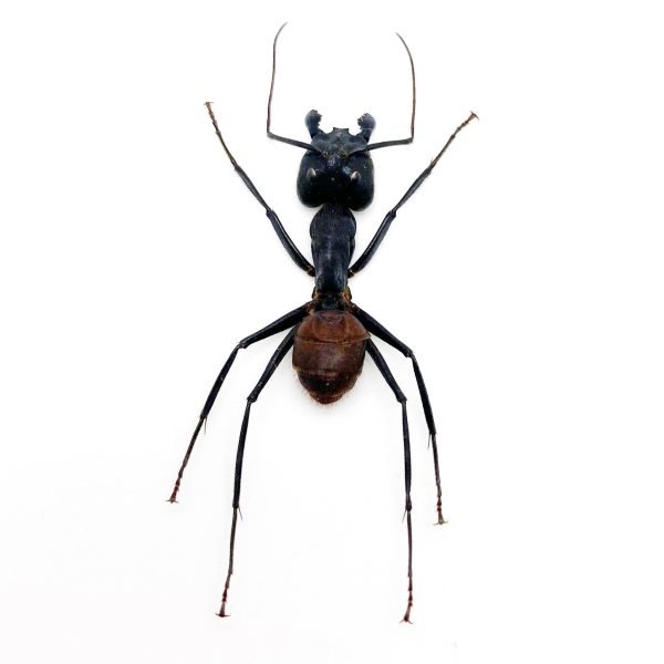 Giant Soldier Ant (camponotus gigas) (SPREAD) - TaxidermyArtistry Giant Soldier Ant (camponotus gigas) (SPREAD) - TaxidermyArtistry