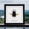 Giant Stag Beetle (Dorcus titanus typhon) Framed Specimen - TaxidermyArtistry Giant Stag Beetle (Dorcus titanus typhon) Framed Specimen - TaxidermyArtistry