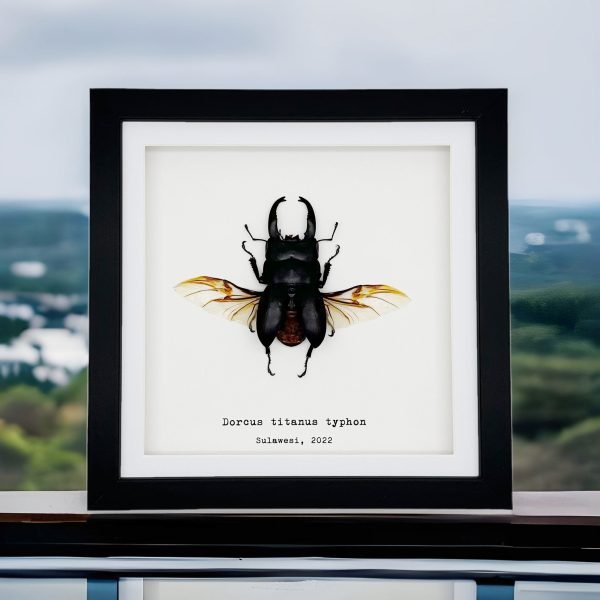 Giant Stag Beetle (Dorcus titanus typhon) Framed Specimen - TaxidermyArtistry Giant Stag Beetle (Dorcus titanus typhon) Framed Specimen - TaxidermyArtistry