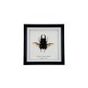 Giant Stag Beetle (Dorcus titanus typhon) Framed Specimen - TaxidermyArtistry Giant Stag Beetle (Dorcus titanus typhon) Framed Specimen - TaxidermyArtistry