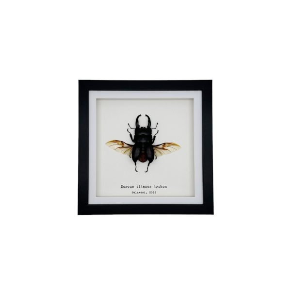 Giant Stag Beetle (Dorcus titanus typhon) Framed Specimen - TaxidermyArtistry Giant Stag Beetle (Dorcus titanus typhon) Framed Specimen - TaxidermyArtistry