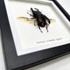 Giant Stag Beetle (Dorcus titanus typhon) Framed Specimen - TaxidermyArtistry Giant Stag Beetle (Dorcus titanus typhon) Framed Specimen - TaxidermyArtistry