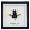 Giant Stag Beetle (Dorcus titanus typhon) Framed Specimen - TaxidermyArtistry Giant Stag Beetle (Dorcus titanus typhon) Framed Specimen - TaxidermyArtistry