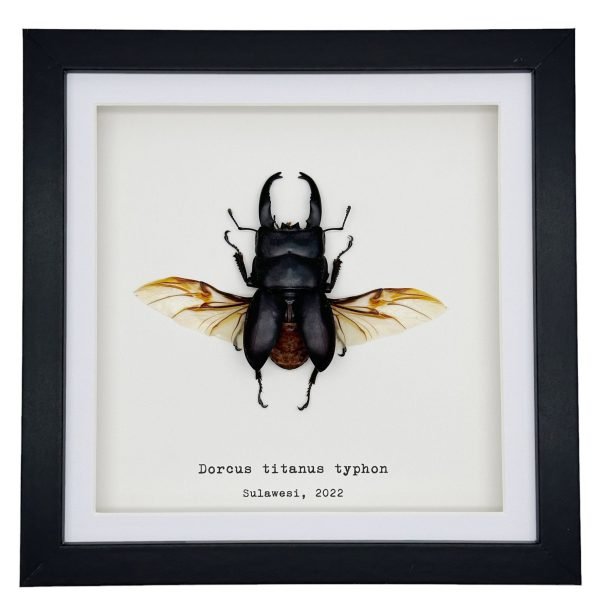 Giant Stag Beetle (Dorcus titanus typhon) Framed Specimen - TaxidermyArtistry Giant Stag Beetle (Dorcus titanus typhon) Framed Specimen - TaxidermyArtistry