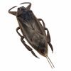 Giant Water Bug (Lethocerus indicus) - TaxidermyArtistry Giant Water Bug (Lethocerus indicus) - TaxidermyArtistry