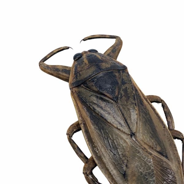 Giant Water Bug (Lethocerus indicus) - TaxidermyArtistry Giant Water Bug (Lethocerus indicus) - TaxidermyArtistry
