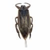 Giant Water Bug (Lethocerus indicus) - TaxidermyArtistry Giant Water Bug (Lethocerus indicus) - TaxidermyArtistry