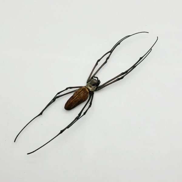 Giant Wood Spider Nephila Maculata - TaxidermyArtistry Giant Wood Spider Nephila Maculata - TaxidermyArtistry