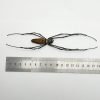 Giant Wood Spider Nephila Maculata - TaxidermyArtistry Giant Wood Spider Nephila Maculata - TaxidermyArtistry