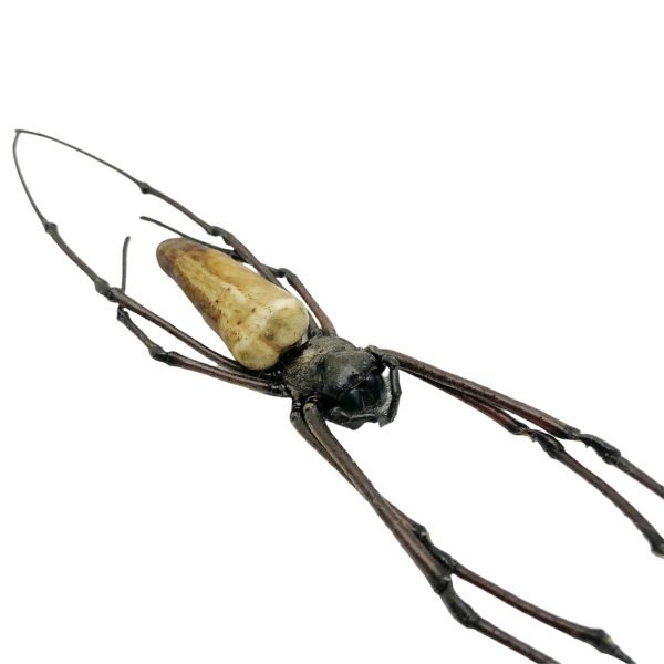 Giant Wood Spider Nephila Pilipes - TaxidermyArtistry Giant Wood Spider Nephila Pilipes - TaxidermyArtistry