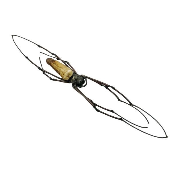 Giant Wood Spider Nephila Pilipes - TaxidermyArtistry Giant Wood Spider Nephila Pilipes - TaxidermyArtistry