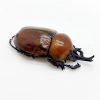 Glossy Horn Beetle (brachysiderus quadrimaculatus) - TaxidermyArtistry