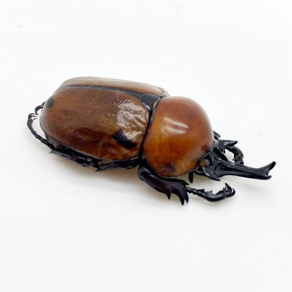 Glossy Horn Beetle (brachysiderus quadrimaculatus) - TaxidermyArtistry
