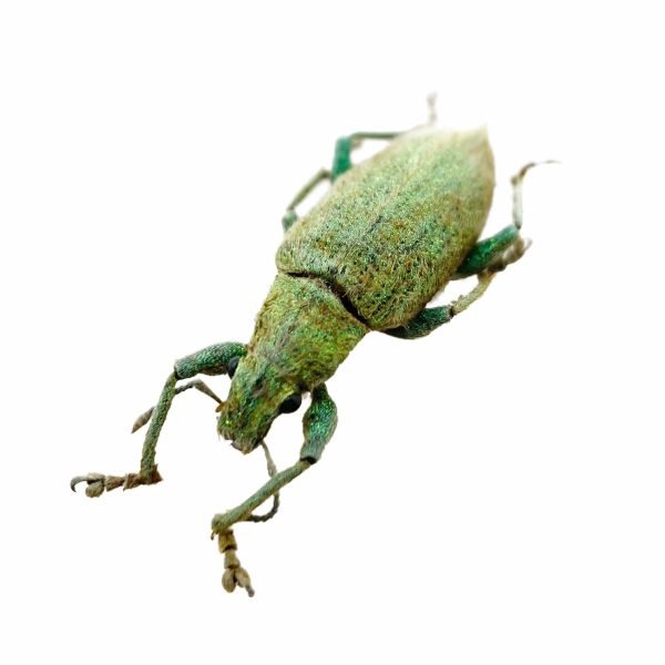 Gold-dust Weevil Beetle (Hypomeces squamosus) Insect - TaxidermyArtistry Gold-dust Weevil Beetle (Hypomeces squamosus) Insect - TaxidermyArtistry