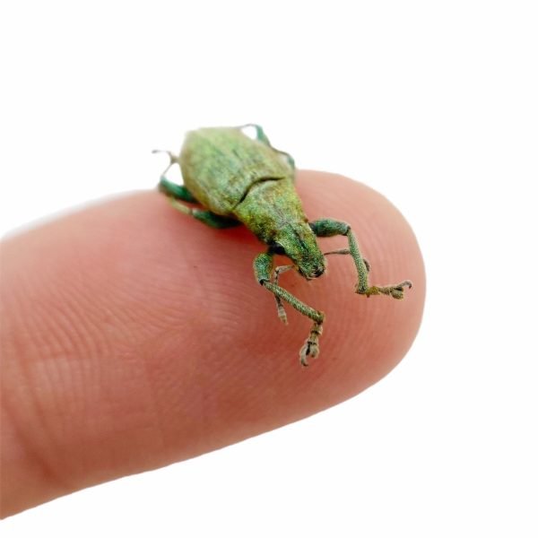 Gold-dust Weevil Beetle (Hypomeces squamosus) Insect - TaxidermyArtistry Gold-dust Weevil Beetle (Hypomeces squamosus) Insect - TaxidermyArtistry