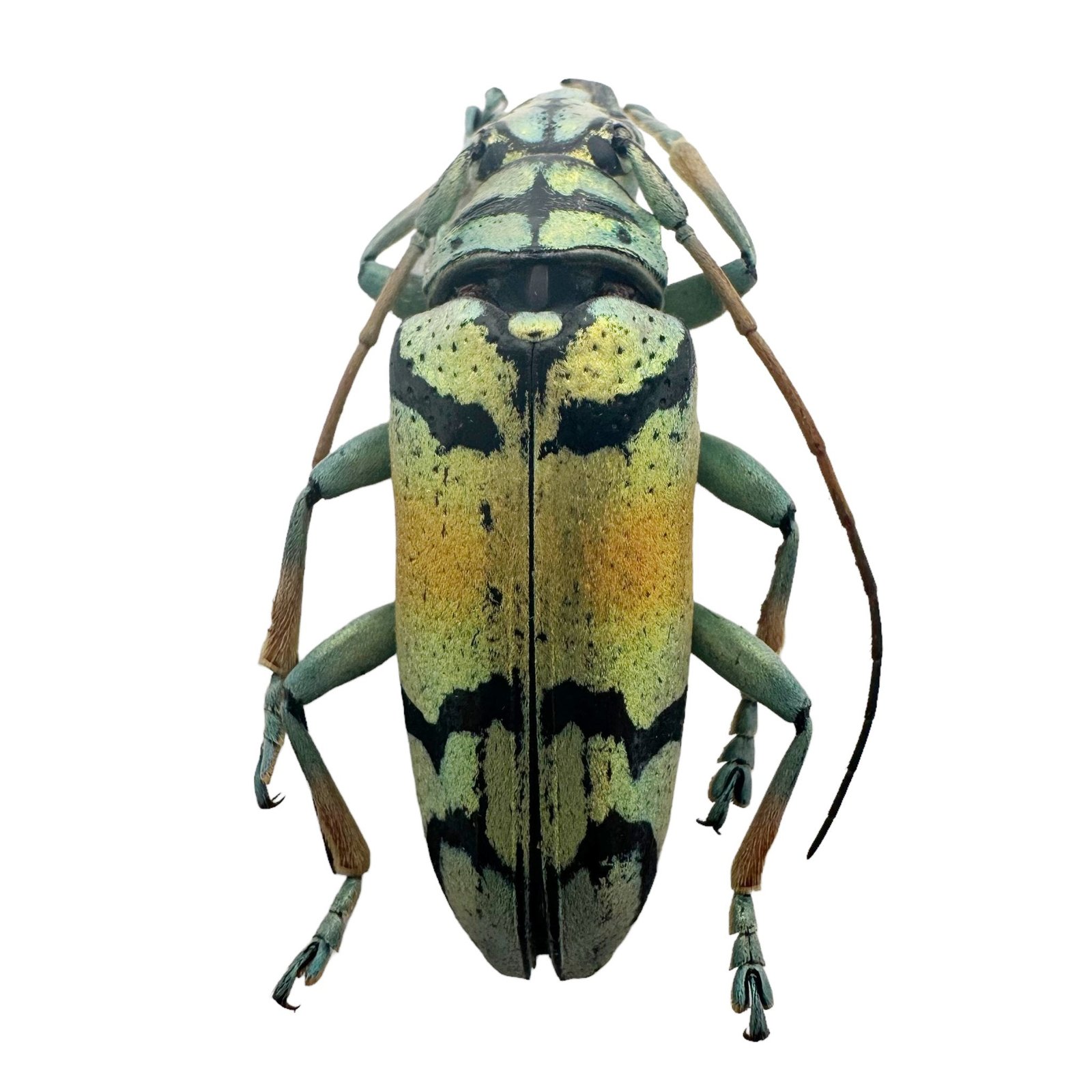 Gold Longhorn Beetle (Tmesisternus rafaelae) Insect