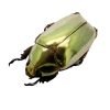 Gold Metallic Scarab Beetle (Chrysina resplendens) - TaxidermyArtistry