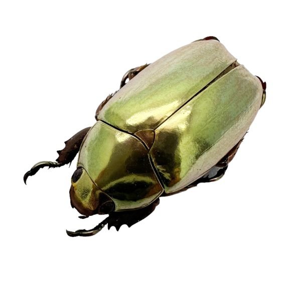 Gold Metallic Scarab Beetle (Chrysina resplendens) - TaxidermyArtistry