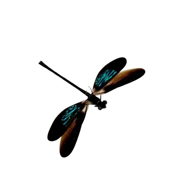 Gossamerwing Damselfly (Euphea variegata) - TaxidermyArtistry Gossamerwing Damselfly (Euphea variegata) - TaxidermyArtistry