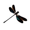 Gossamerwing Damselfly (Euphea variegata) - TaxidermyArtistry Gossamerwing Damselfly (Euphea variegata) - TaxidermyArtistry