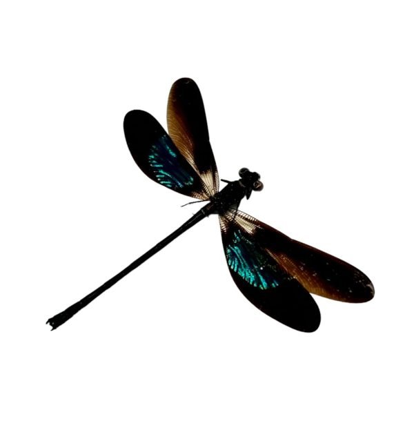 Gossamerwing Damselfly (Euphea variegata) - TaxidermyArtistry Gossamerwing Damselfly (Euphea variegata) - TaxidermyArtistry