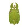 Gray's Leaf Insect Phyllium bioculatum pulchrifolium (F) - TaxidermyArtistry Gray's Leaf Insect Phyllium bioculatum pulchrifolium (F) - TaxidermyArtistry