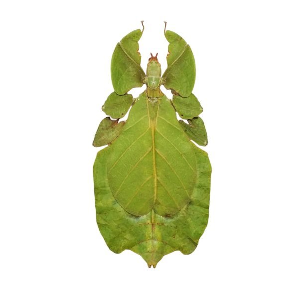 Gray's Leaf Insect Phyllium bioculatum pulchrifolium (F) - TaxidermyArtistry Gray's Leaf Insect Phyllium bioculatum pulchrifolium (F) - TaxidermyArtistry