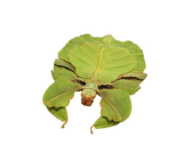Gray's Leaf Insect Phyllium bioculatum pulchrifolium (F) - TaxidermyArtistry Gray's Leaf Insect Phyllium bioculatum pulchrifolium (F) - TaxidermyArtistry