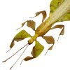 Gray's Leaf Insect Phyllium bioculatum pulchrifolium (M) - TaxidermyArtistry