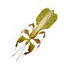 Gray's Leaf Insect Phyllium bioculatum pulchrifolium (M) - TaxidermyArtistry