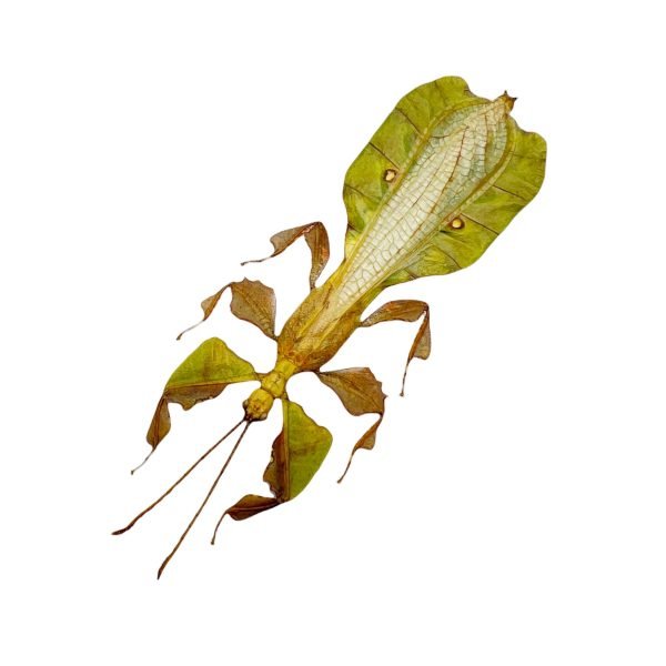 Gray's Leaf Insect Phyllium bioculatum pulchrifolium (M) - TaxidermyArtistry