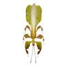 Gray's Leaf Insect Phyllium bioculatum pulchrifolium (M) - TaxidermyArtistry