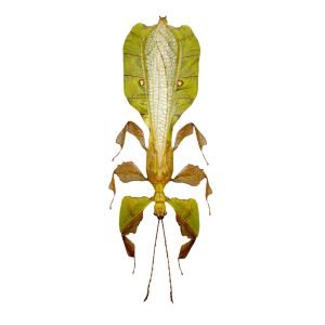 Gray's Leaf Insect Phyllium bioculatum pulchrifolium (M) - TaxidermyArtistry