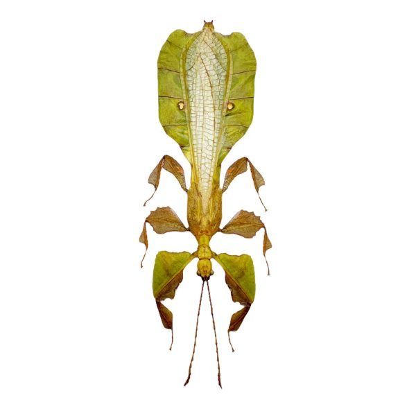 Gray's Leaf Insect Phyllium bioculatum pulchrifolium (M) - TaxidermyArtistry