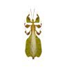Gray's Leaf Insect Phyllium bioculatum pulchrifolium (M) - TaxidermyArtistry