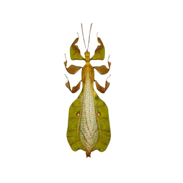 Gray's Leaf Insect Phyllium bioculatum pulchrifolium (M) - TaxidermyArtistry