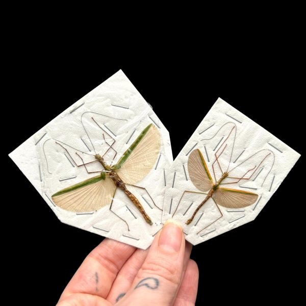 Green and Pale Pink Stick Insect (Necrosia sp.) - TaxidermyArtistry Green and Pale Pink Stick Insect (Necrosia sp.) - TaxidermyArtistry