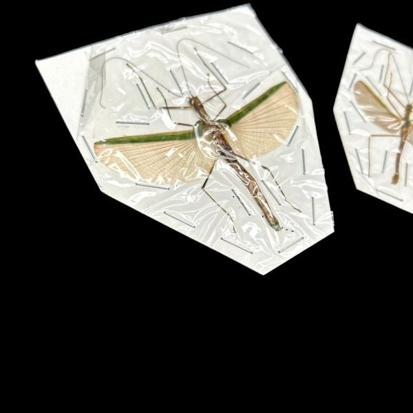 Green and Pale Pink Stick Insect (Necrosia sp.) - TaxidermyArtistry Green and Pale Pink Stick Insect (Necrosia sp.) - TaxidermyArtistry