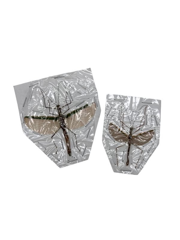 Green and Pale Pink Stick Insect (Necrosia sp.) - TaxidermyArtistry Green and Pale Pink Stick Insect (Necrosia sp.) - TaxidermyArtistry