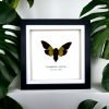 Green Black Cicada Frame (Trengganua sibylla) - TaxidermyArtistry