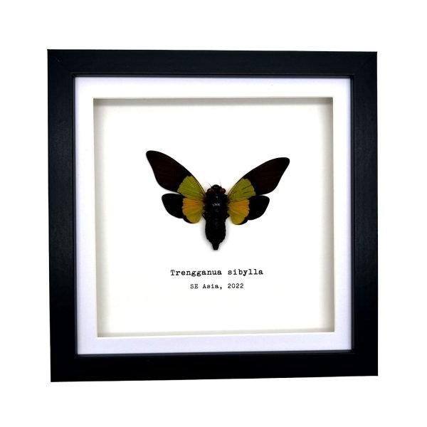 Green Black Cicada Frame (Trengganua sibylla) - TaxidermyArtistry