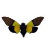 Green Black Cicada (Trengganua sibylla) - TaxidermyArtistry Green Black Cicada (Trengganua sibylla) - TaxidermyArtistry