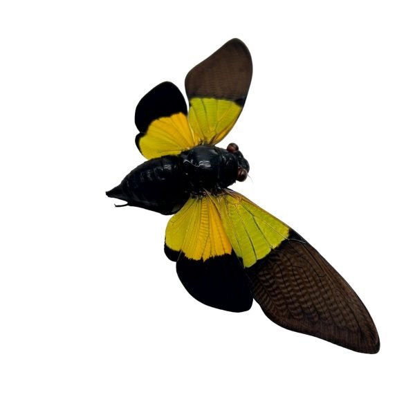 Green Black Cicada (Trengganua sibylla) - TaxidermyArtistry Green Black Cicada (Trengganua sibylla) - TaxidermyArtistry