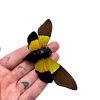 Green Black Cicada (Trengganua sibylla) - TaxidermyArtistry Green Black Cicada (Trengganua sibylla) - TaxidermyArtistry