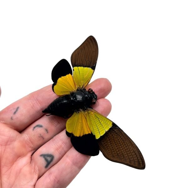 Green Black Cicada (Trengganua sibylla) - TaxidermyArtistry Green Black Cicada (Trengganua sibylla) - TaxidermyArtistry