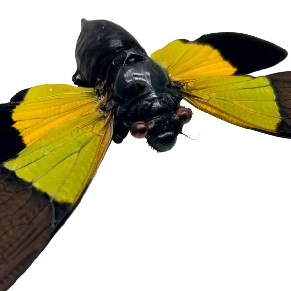 Green Black Cicada (Trengganua sibylla) - TaxidermyArtistry Green Black Cicada (Trengganua sibylla) - TaxidermyArtistry