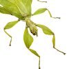 Green Leaf Insect Phyllium tobeloense bhaskarai (F) - TaxidermyArtistry
