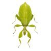 Green Leaf Insect Phyllium tobeloense bhaskarai (F) - TaxidermyArtistry