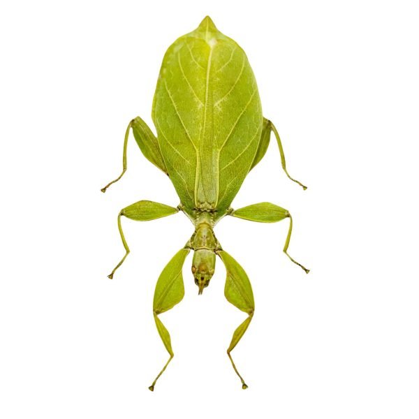 Green Leaf Insect Phyllium tobeloense bhaskarai (F) - TaxidermyArtistry